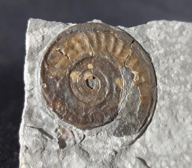 Arnioceras cf. acuticarinatum (SIMPSON 1855) - Bild © FossNet FossilienStore